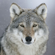 GreyWolfe