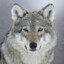 GreyWolfe